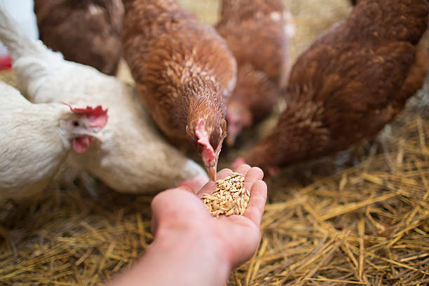 Animal Feed Factory